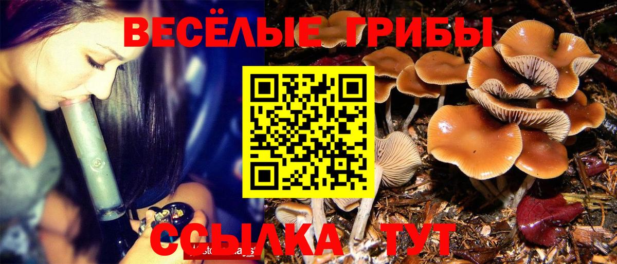 Борисоглебск  Галлюциногенные грибы Psilocybine cubensis  Вход с VPN 